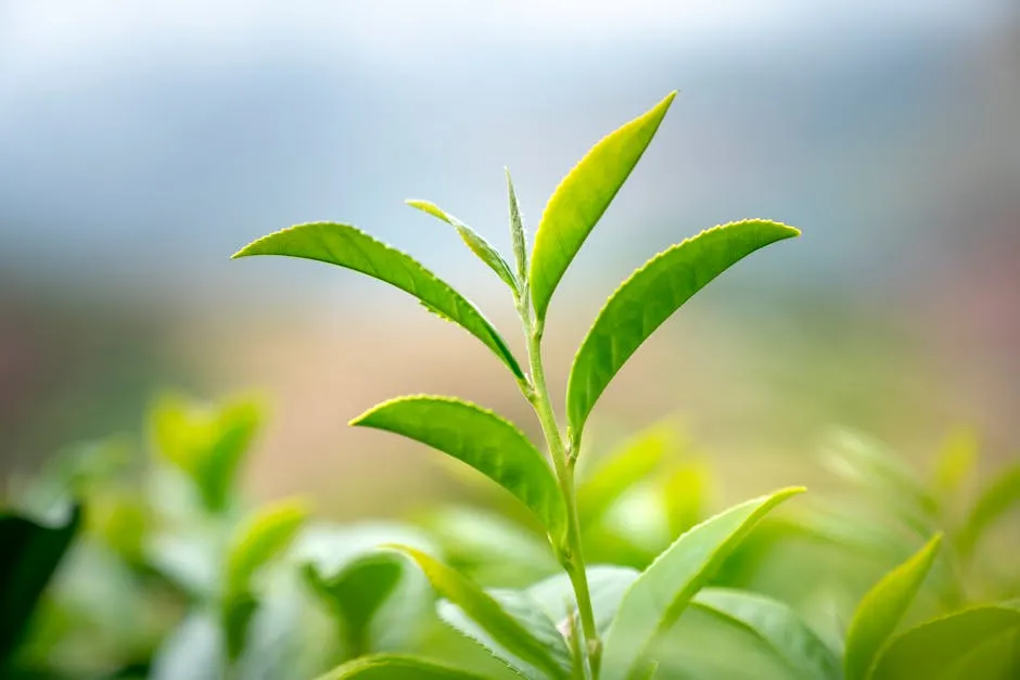4. Green Tea: Your Daily Cup of Cellular Repair (Image Credits: Pexels)