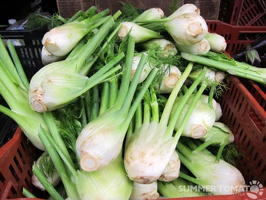 Fresh fennel bulb