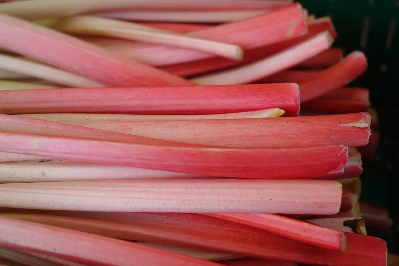 Fresh rhubarb stalks
