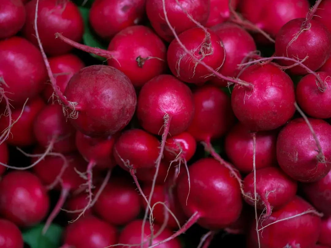 Fresh radishes bunch
