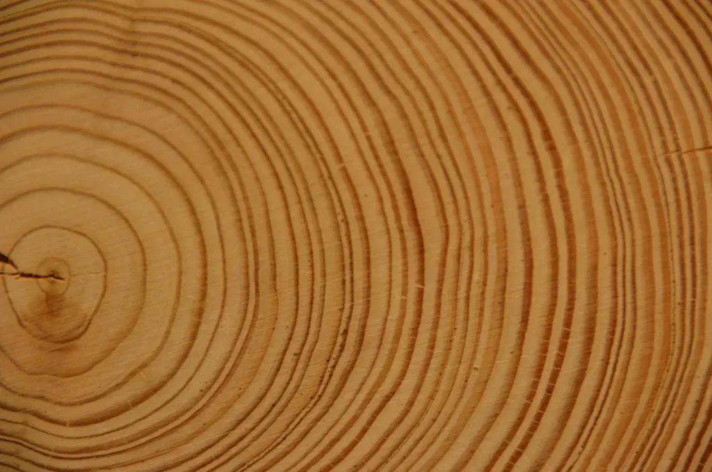 4. Trees Captured Solar Storms From Thousands of Years Ago (Image Credits: Rawpixel)