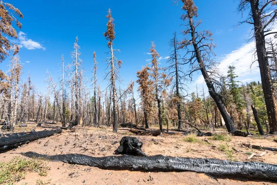 Colorado: a drier, more fire prone future (Image Credits: Pexels)