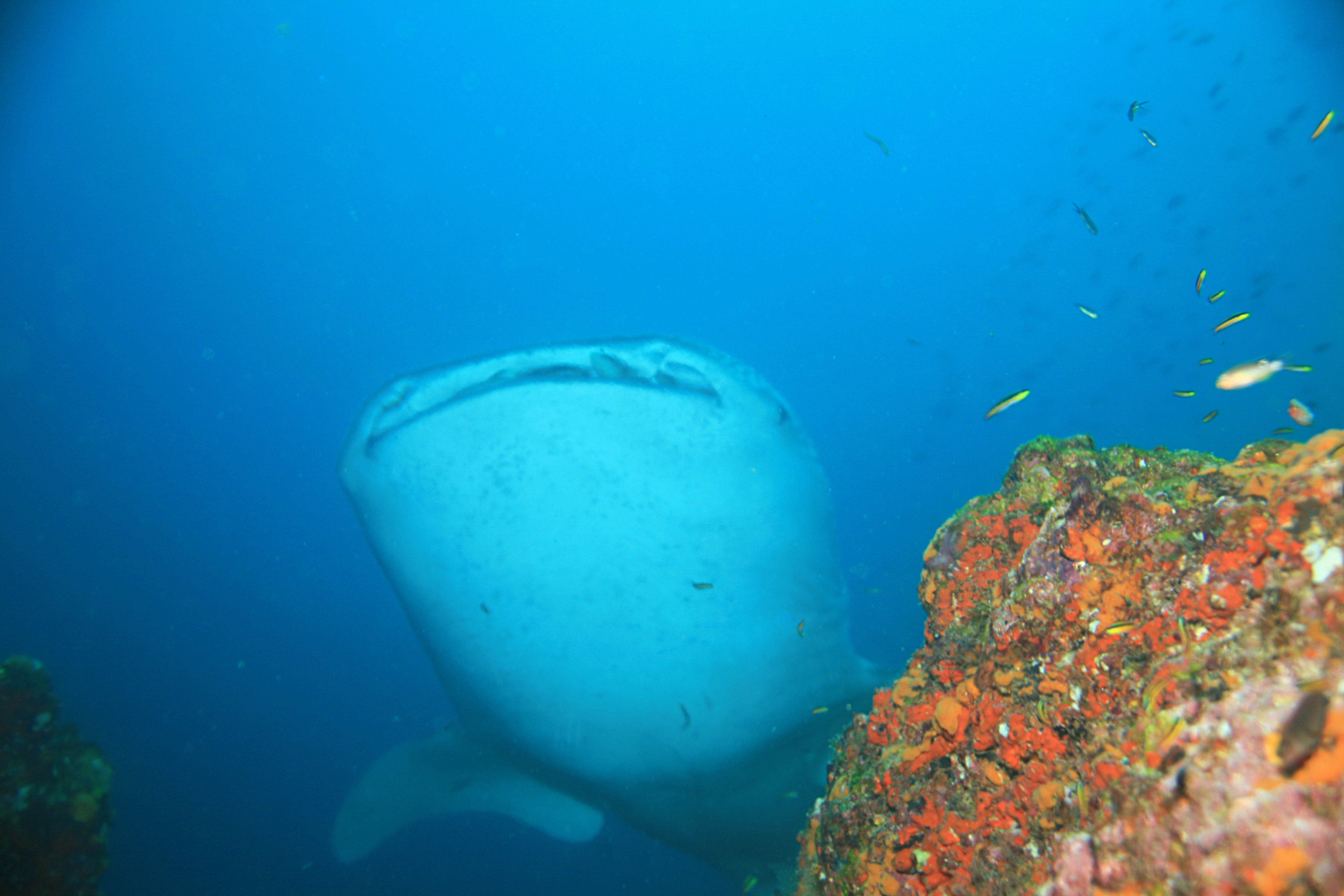 The Ripple Through Fish Populations (image credits: wikimedia)