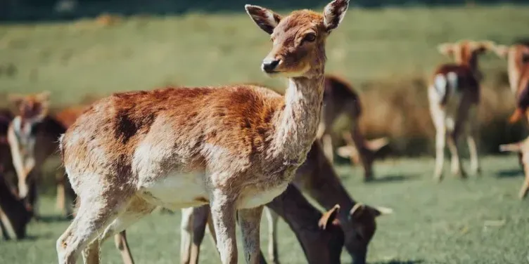 Taking Selfies With Wildlife and Supporting Exploitative Attractions (Image Credits: Pexels)