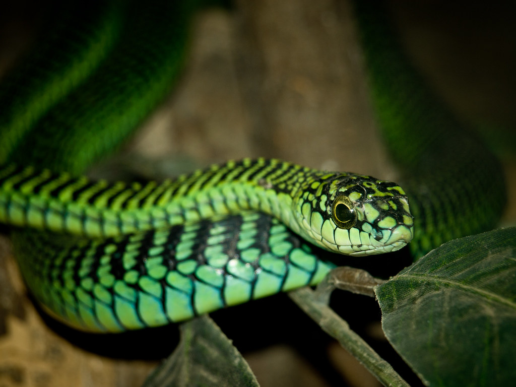 Boomslang - The Bleeding Death (image credits: flickr)