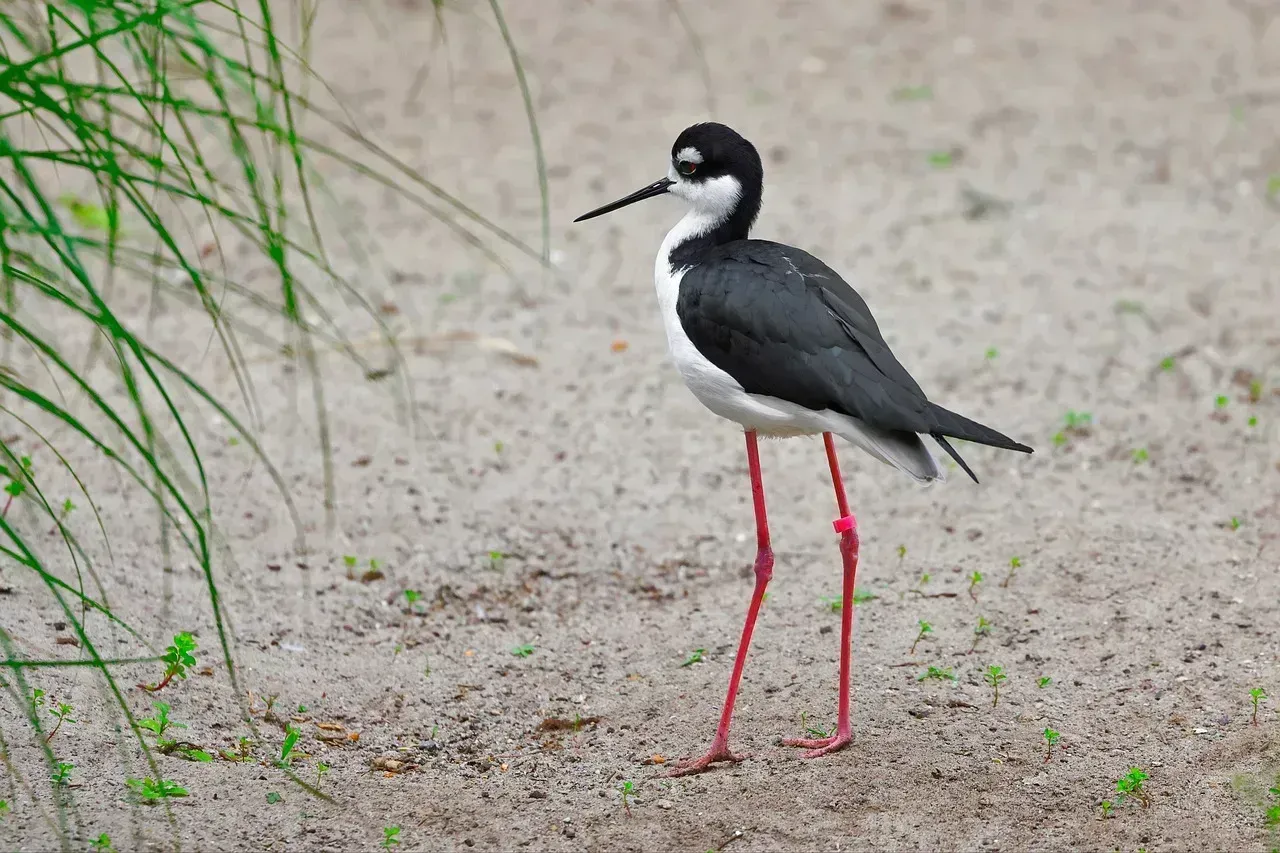 5. Black-necked stilt (Image Credits: Pixabay)
