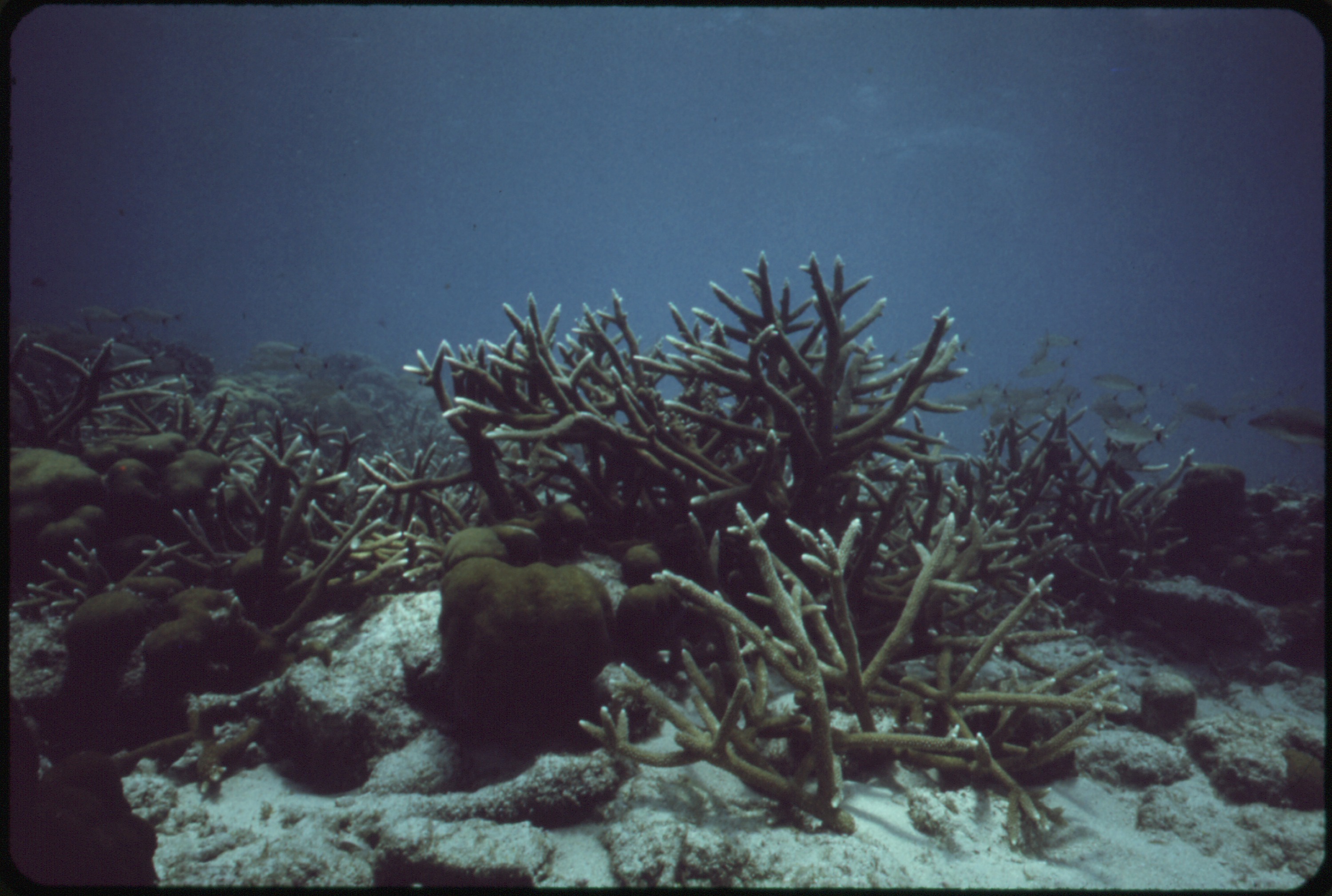 Global Hotspots of Reef-Based Coastal Protection (image credits: wikimedia)