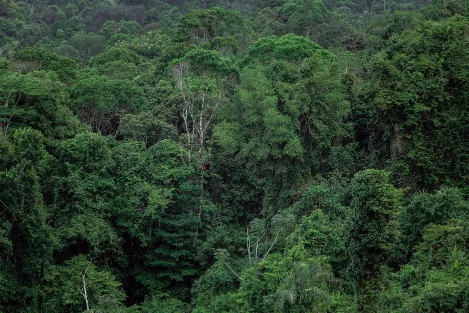3. The New Guinea Rainforest (Image Credits: Pexels)