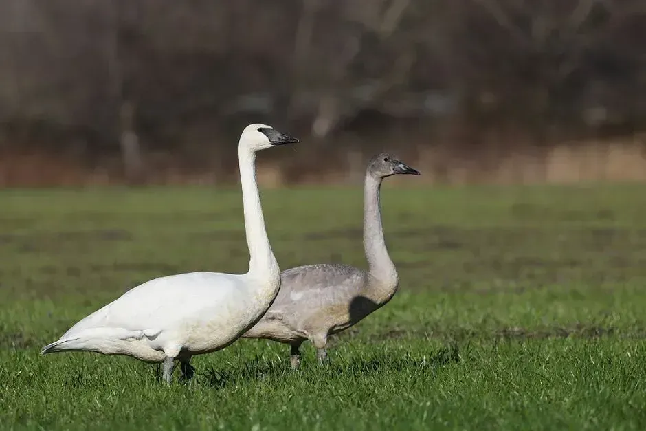 3. Trumpeter swan (Image Credits: Pexels)
