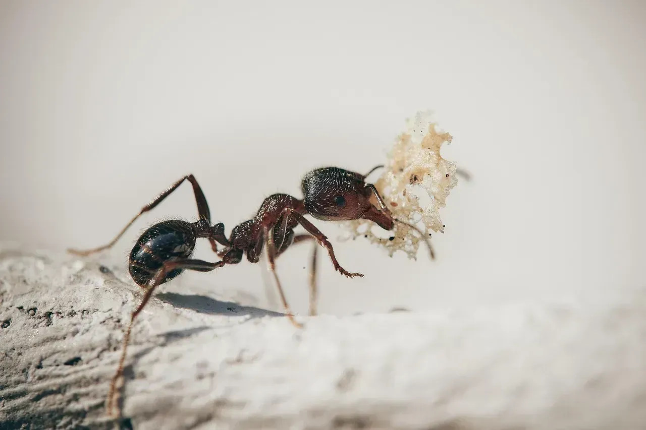 The Saharan Silver Ant: Sprinting Across 70°C Sand (Image Credits: Pixabay)