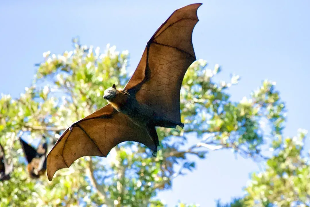 Bats, Bees, and the Quiet Collapse of Insect Networks (Image Credits: Unsplash)
