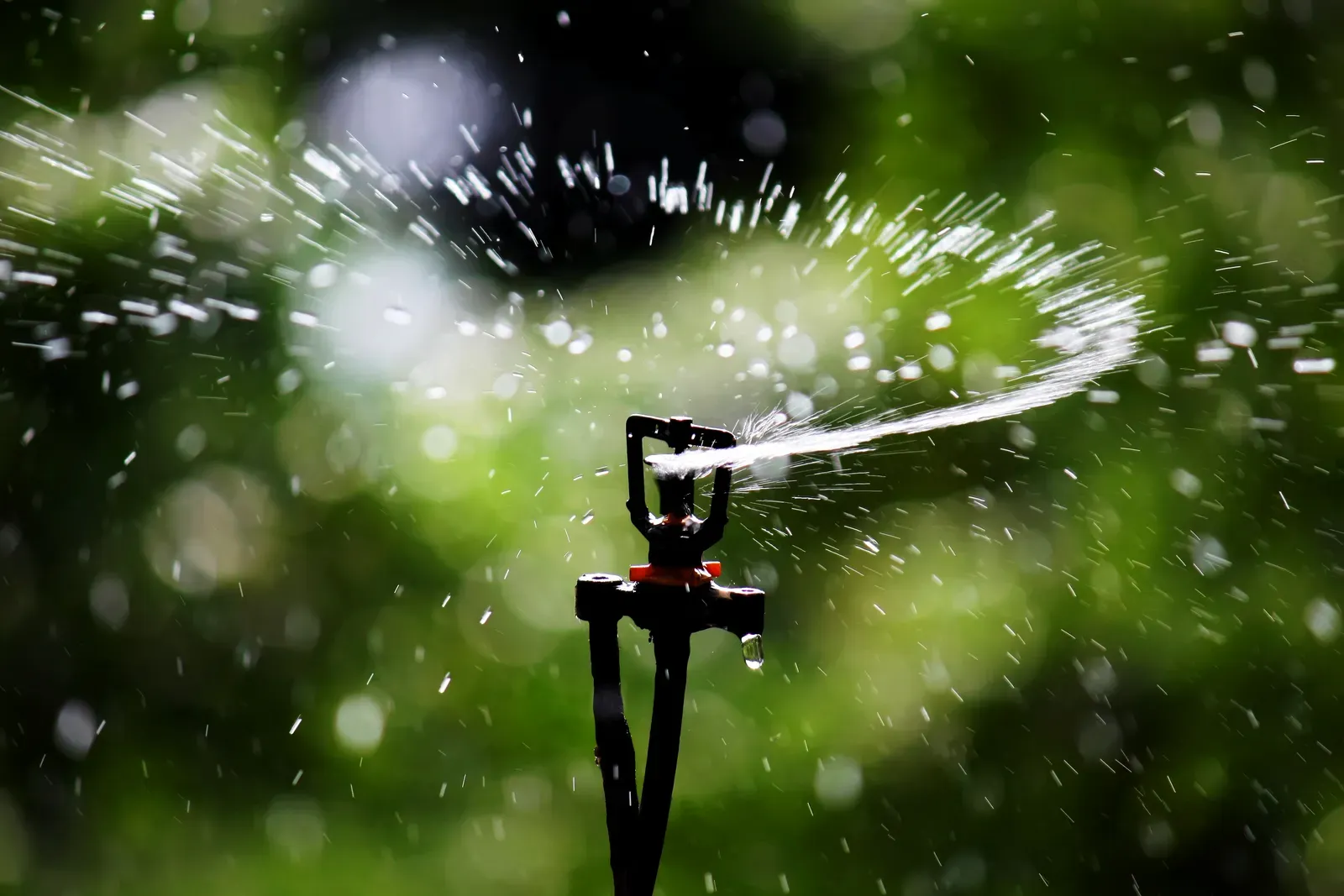 6. Adjust outdoor irrigation and lawn watering habits (By Anton, CC BY-SA 4.0)