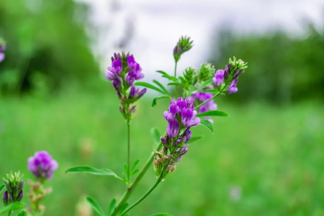 Alfalfa and hay pushing into new ground (Image Credits: Unsplash)