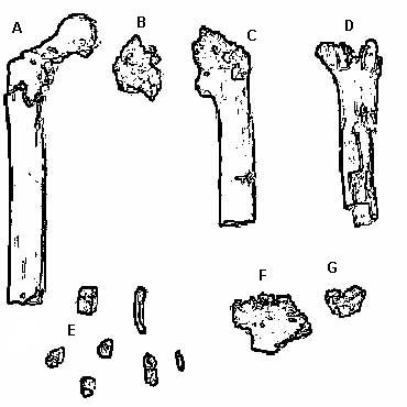 Orrorin tugenensis: The Original Man (image credits: wikimedia)