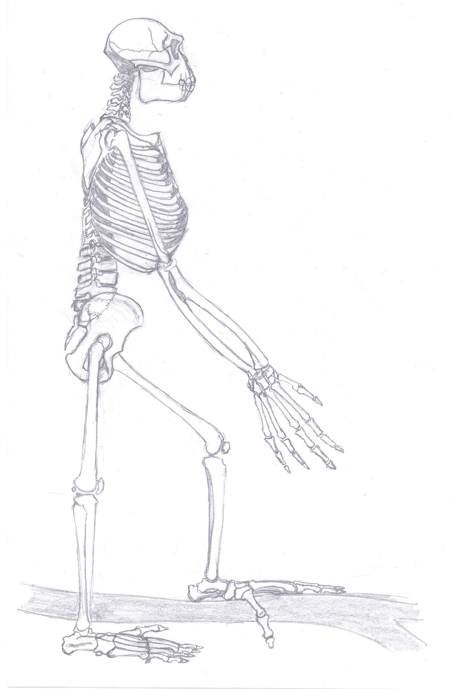 Ardi's Revolutionary Anatomy (image credits: By Tobias Fluegel, CC BY-SA 3.0, https://commons.wikimedia.org/w/index.php?curid=11163929)