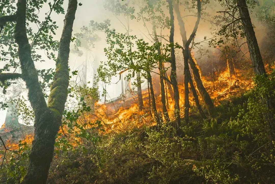 2. Forests: Burning at a Record Pace (Image Credits: Unsplash)