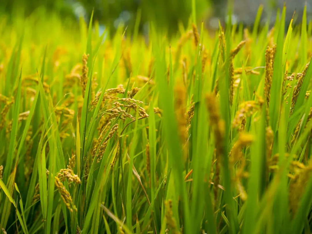 5. Rice (Image Credits: Unsplash)