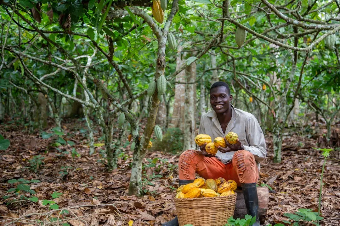 9. Côte d'Ivoire - Cocoa Demand Eating Into West African Forests (Image Credits: Unsplash)