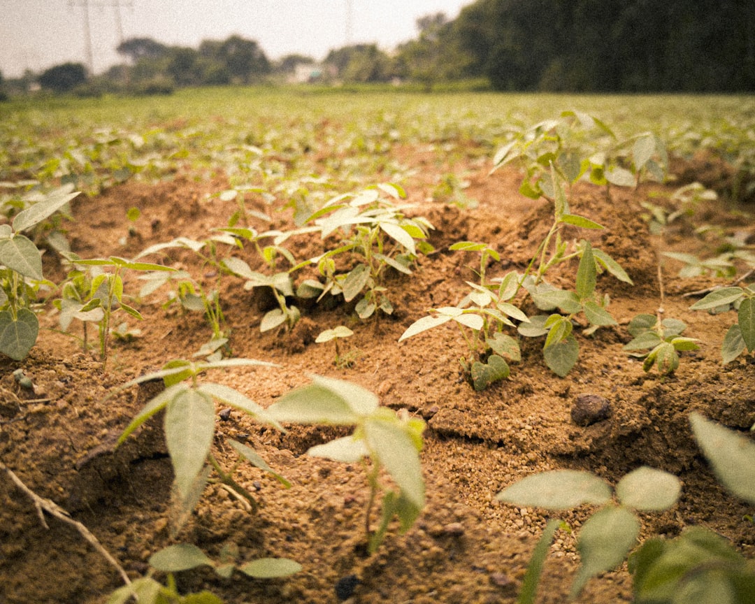 Cover Crops: Nature's Protective Blanket (image credits: unsplash)