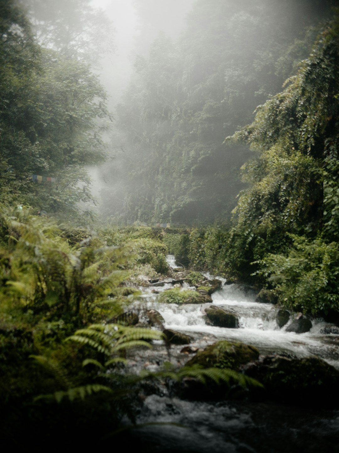 The Mystery of the Amazon's Early Rainy Season Finally Solved (image credits: unsplash)