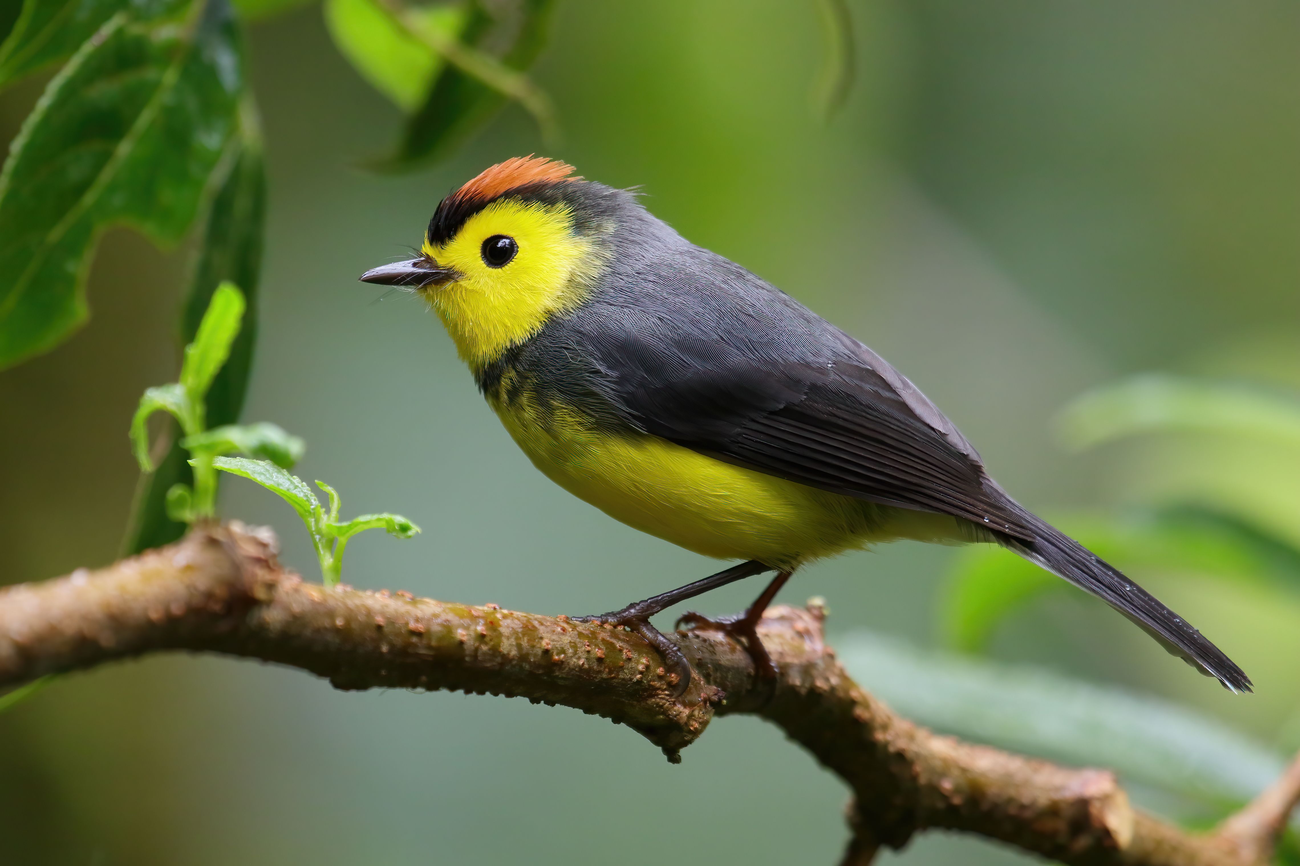 Costa Rica: A Pioneer in Conservation (image credits: wikimedia)