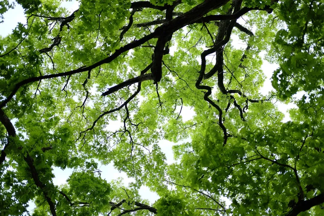 Tree canopy and the shade gap (Image Credits: Unsplash)