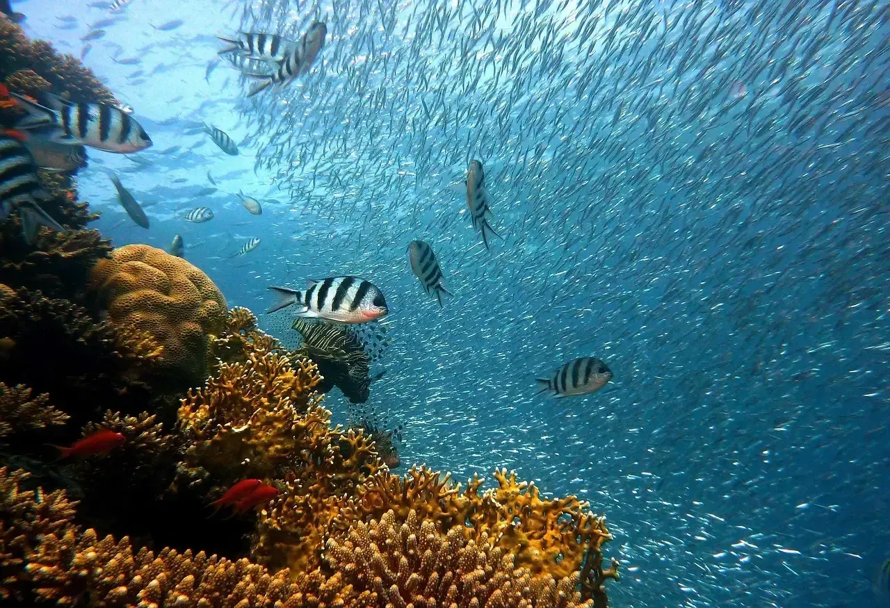 12. Egypt's Sinai Coast: Red Sea Reefs Under Severe Stress (Image Credits: Pixabay)