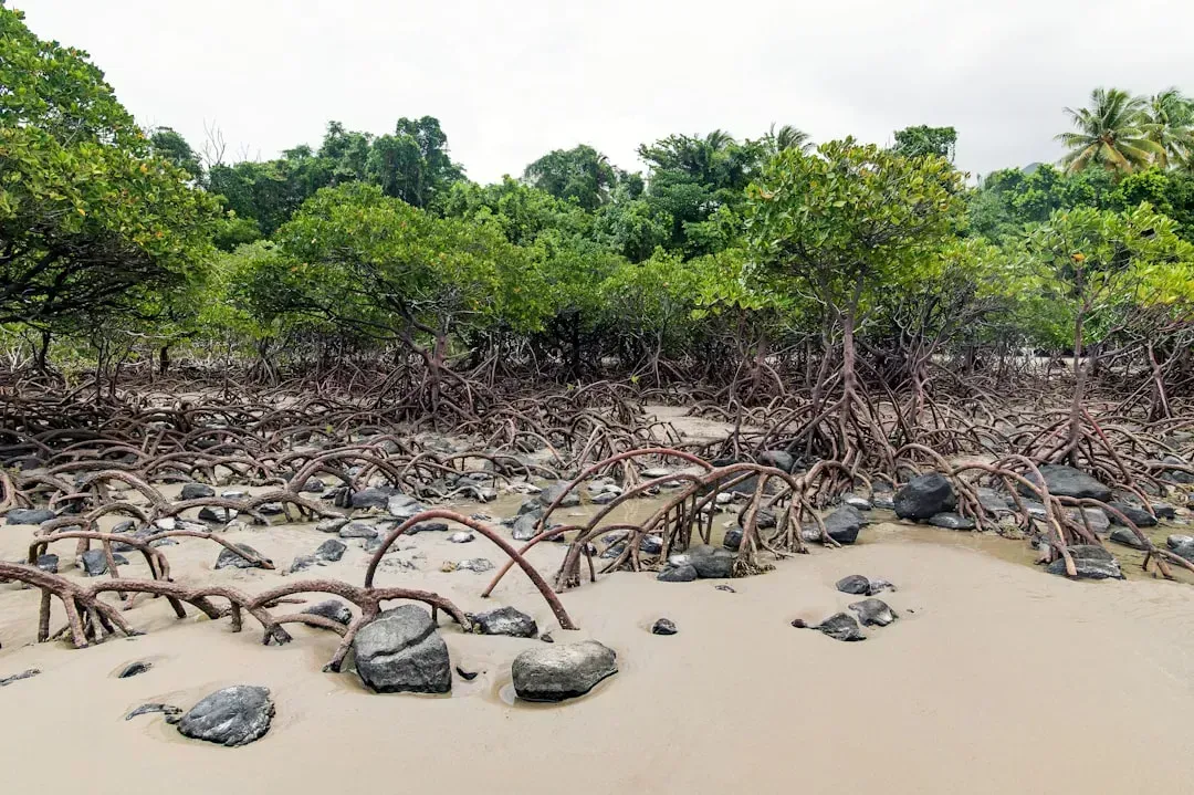 Mangrove-restoring fishing communities of Latin America and the Caribbean (Image Credits: Unsplash)