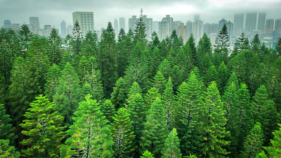 The Role of Carbon Markets in Forest Conservation (image credits: unsplash)