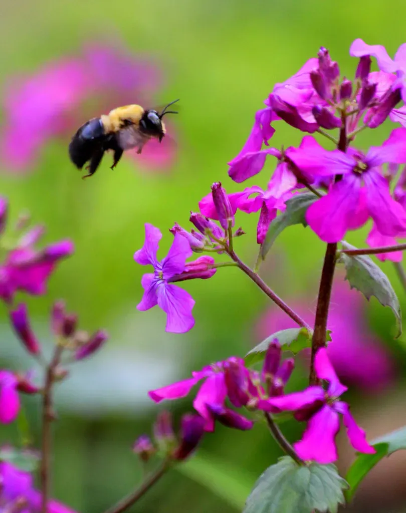Air pollution is making the same amount of pollen feel worse (LadyDragonflyCC - >;CC BY 2.0)”/><figcaption class=