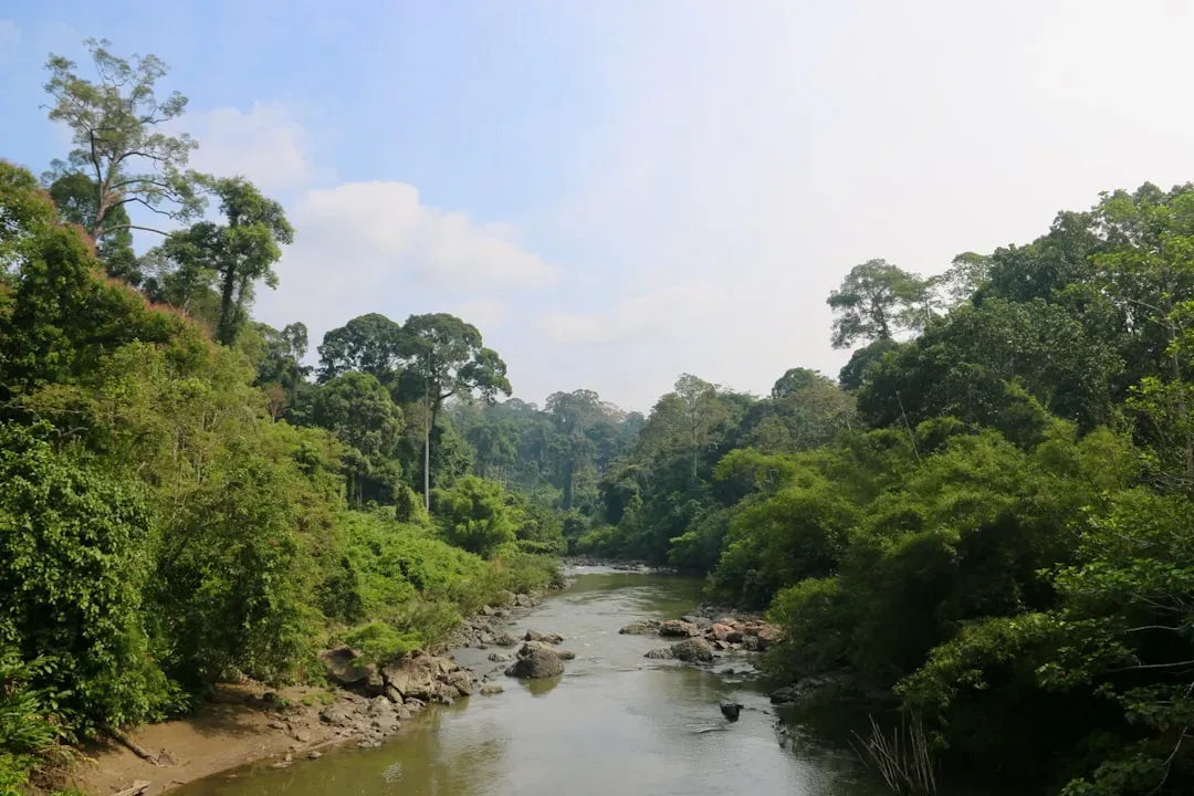 4. The Sundaland Rainforest (Image Credits: Unsplash)