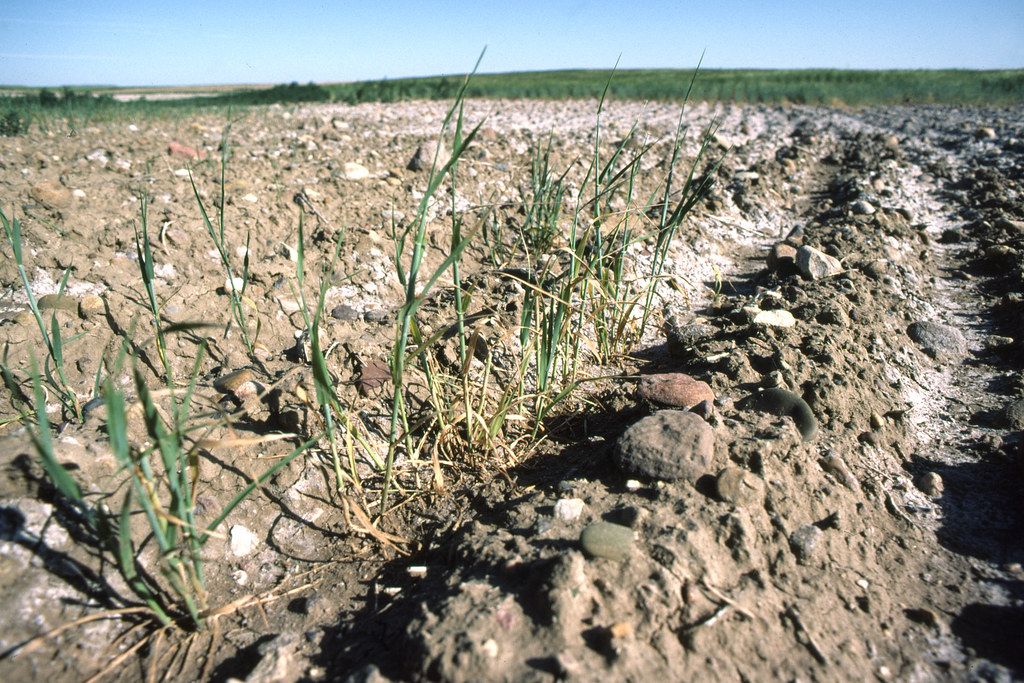 Poor Irrigation Management Leads to Salinization (image credits: flickr)