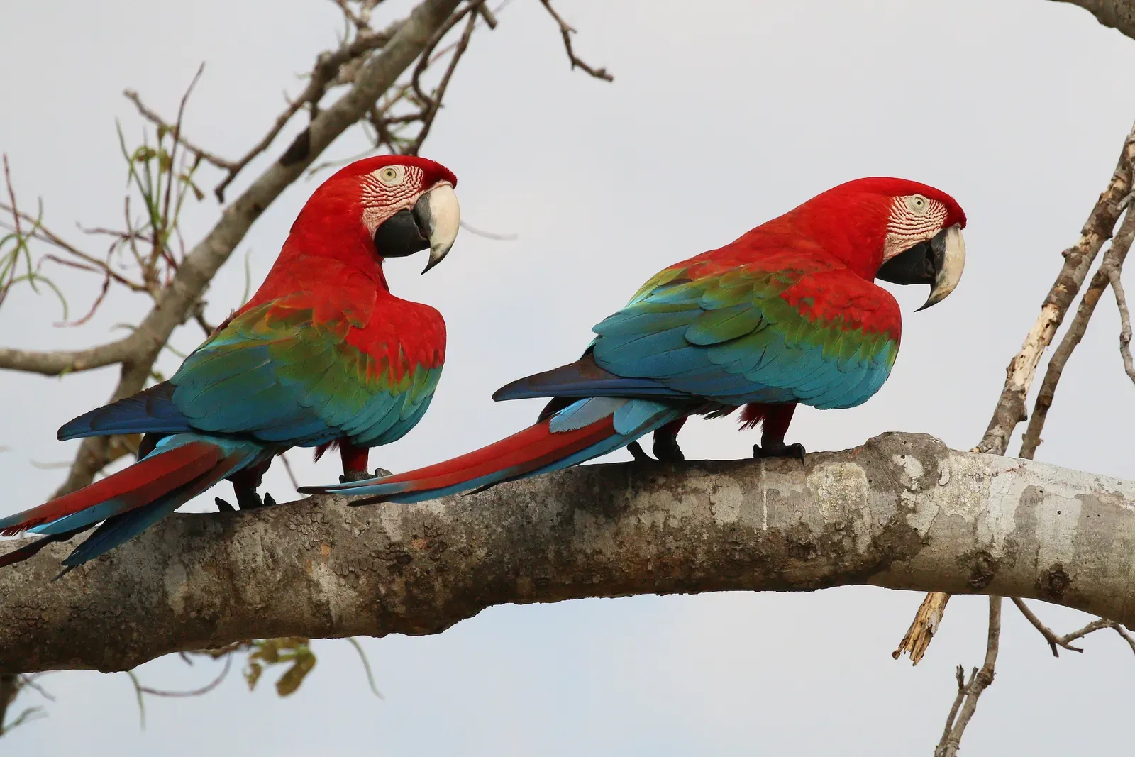 7. Red and green macaw (Ara chloropterus) (Own work, from Sharp Photography, sharpphotography, CC BY-SA 4.0)
