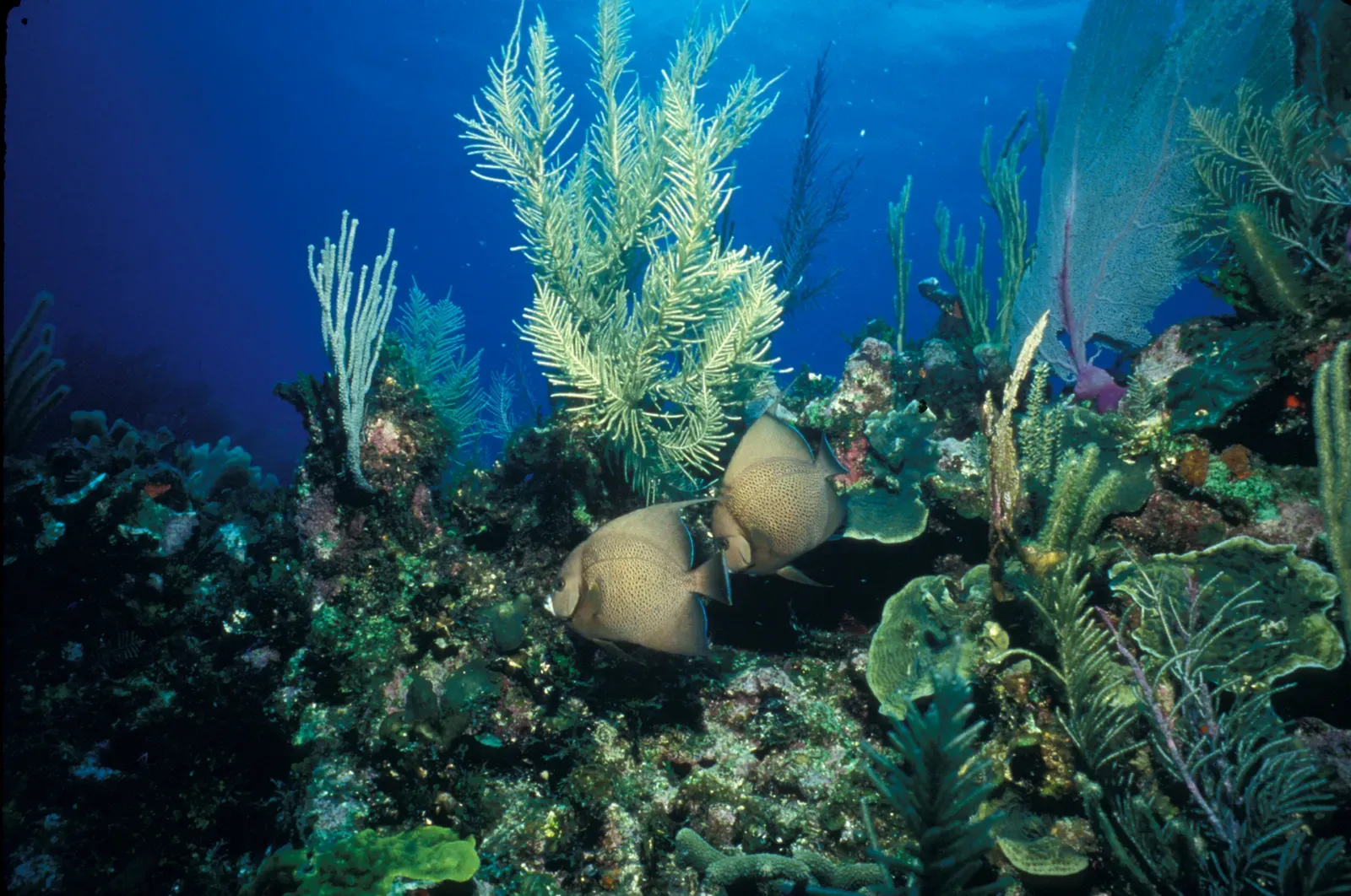 Biscayne National Park (By National Park Service Digital Image Archives, Public domain)