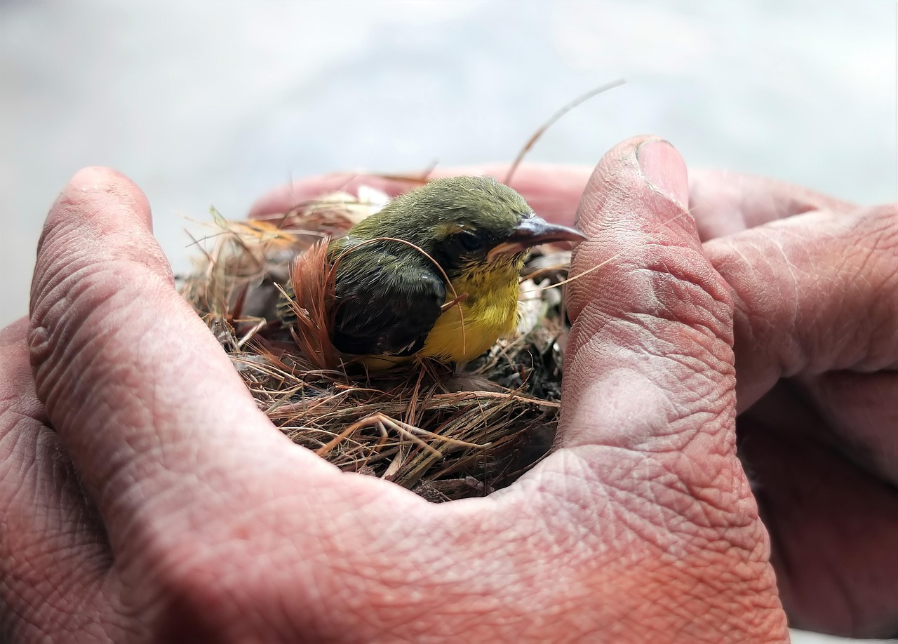 Wildlife Triage Systems Created From Nothing (image credits: Gallery Image)