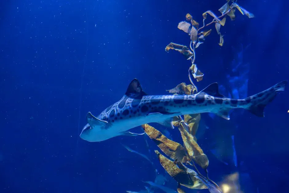 Raja Ampat, Indonesia: rewilding a shark that almost vanished (Image Credits: Pexels)