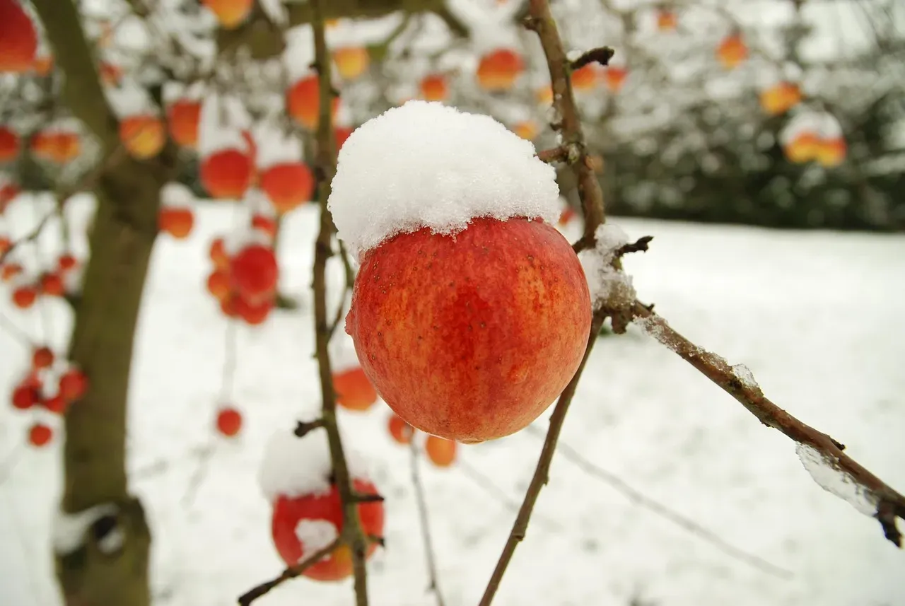 Apples under stress out west and up north (Image Credits: Pixabay)
