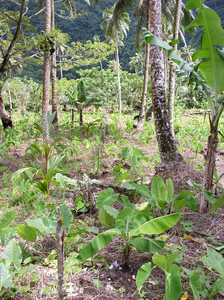 The Maya's Drought Resistance Strategy (image credits: flickr)