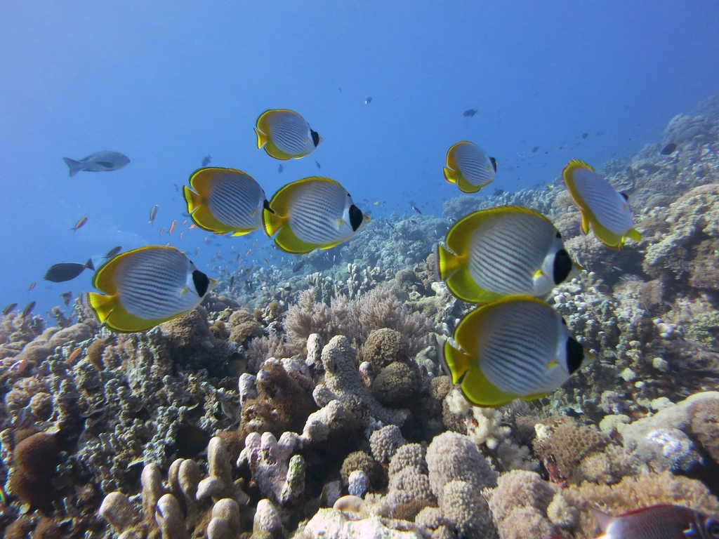 Revolutionary Changes in Marine Ecosystems (image credits: rawpixel)