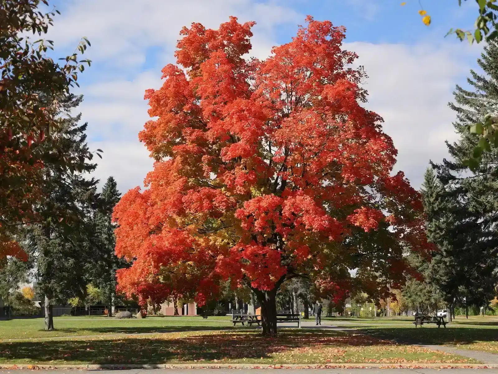 4. Sugar maple (Acer saccharum) (By Cephas, CC BY-SA 4.0)