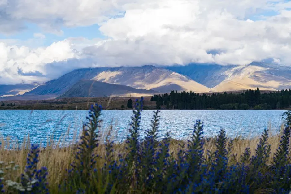 2. New Zealand (Image Credits: Pexels)