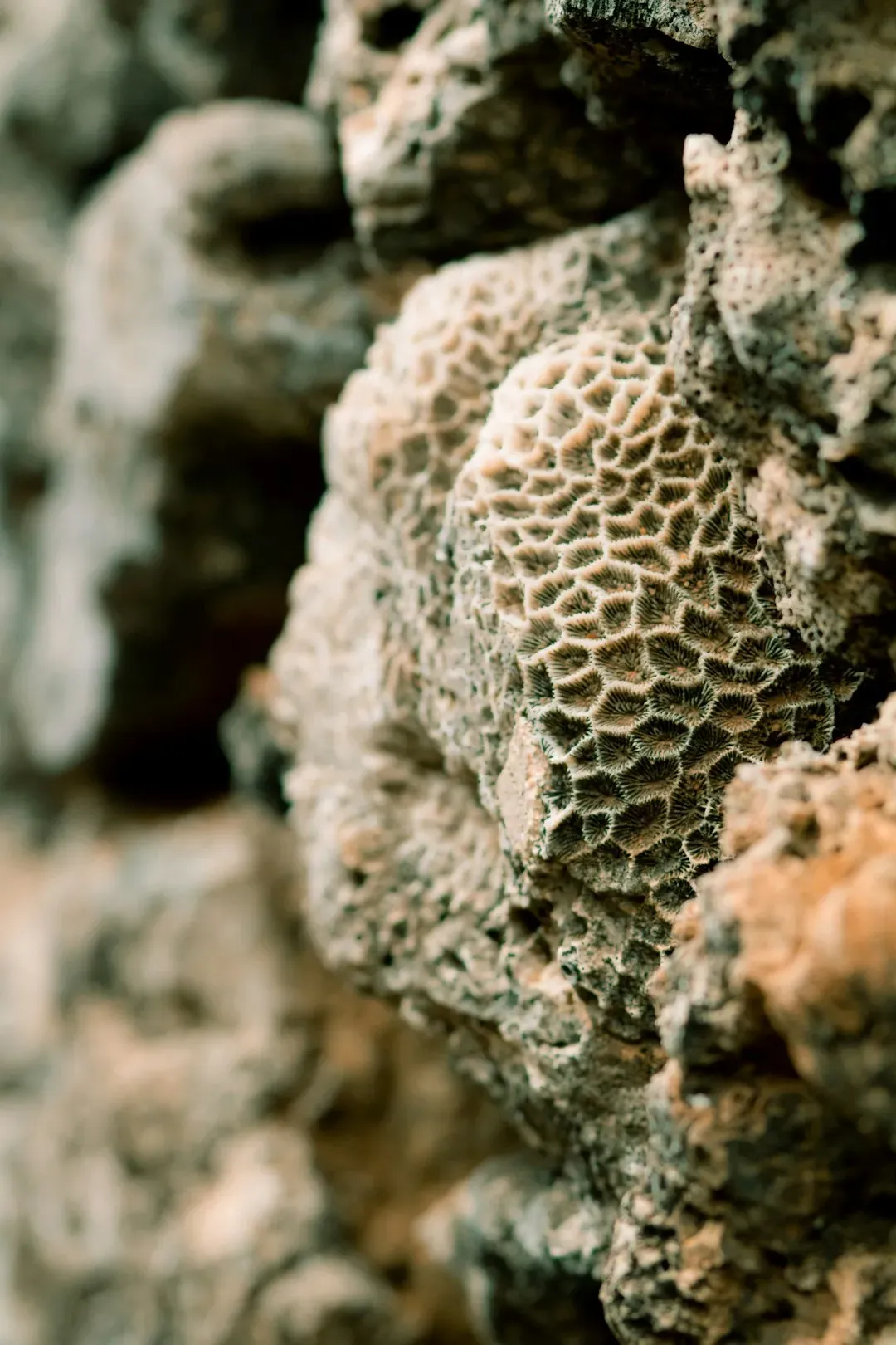 8. Fossil Pollen Locked in Sediment Can Reveal Ancient Ecosystems (Image Credits: Unsplash)