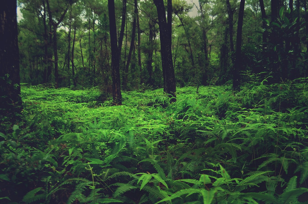 The Future of Regenerative Systems (image credits: unsplash)