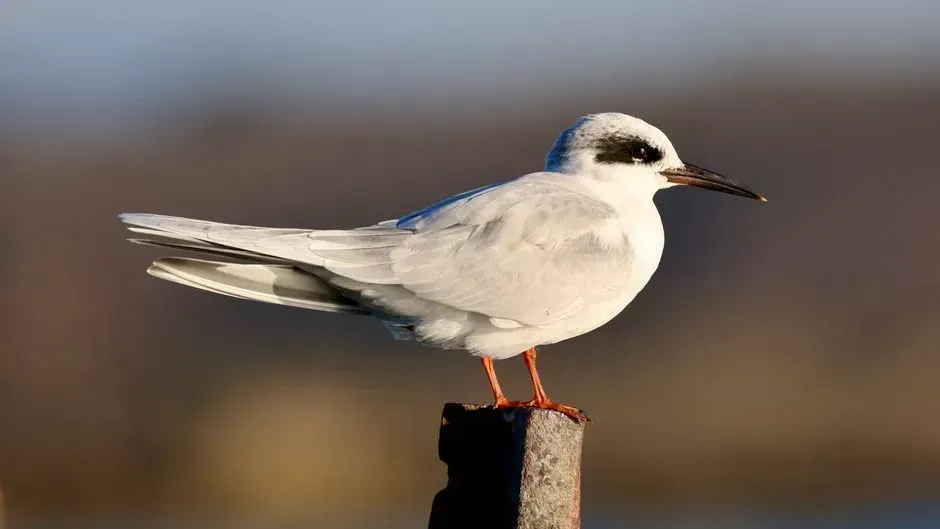 6. Forster's tern (Image Credits: Pexels)