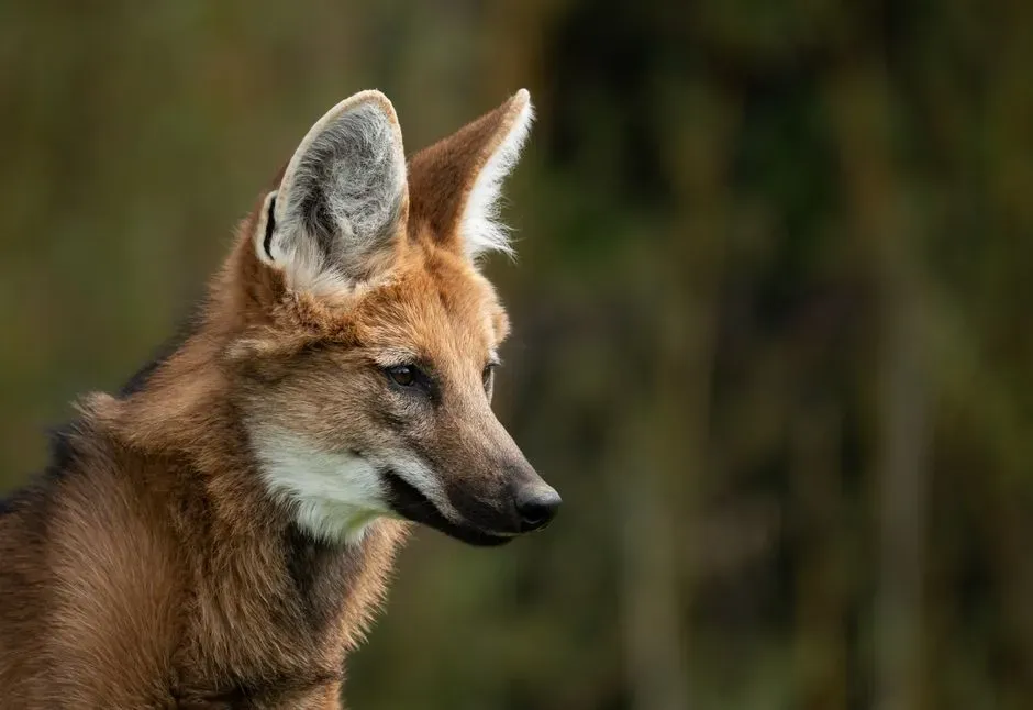 5. Maned wolf (Chrysocyon brachyurus) (Image Credits: Pexels)