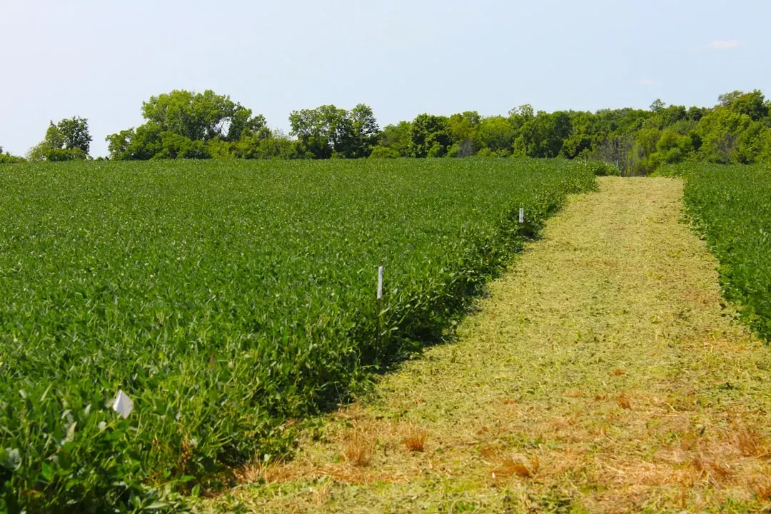 2. Soybeans (Image Credits: Unsplash)