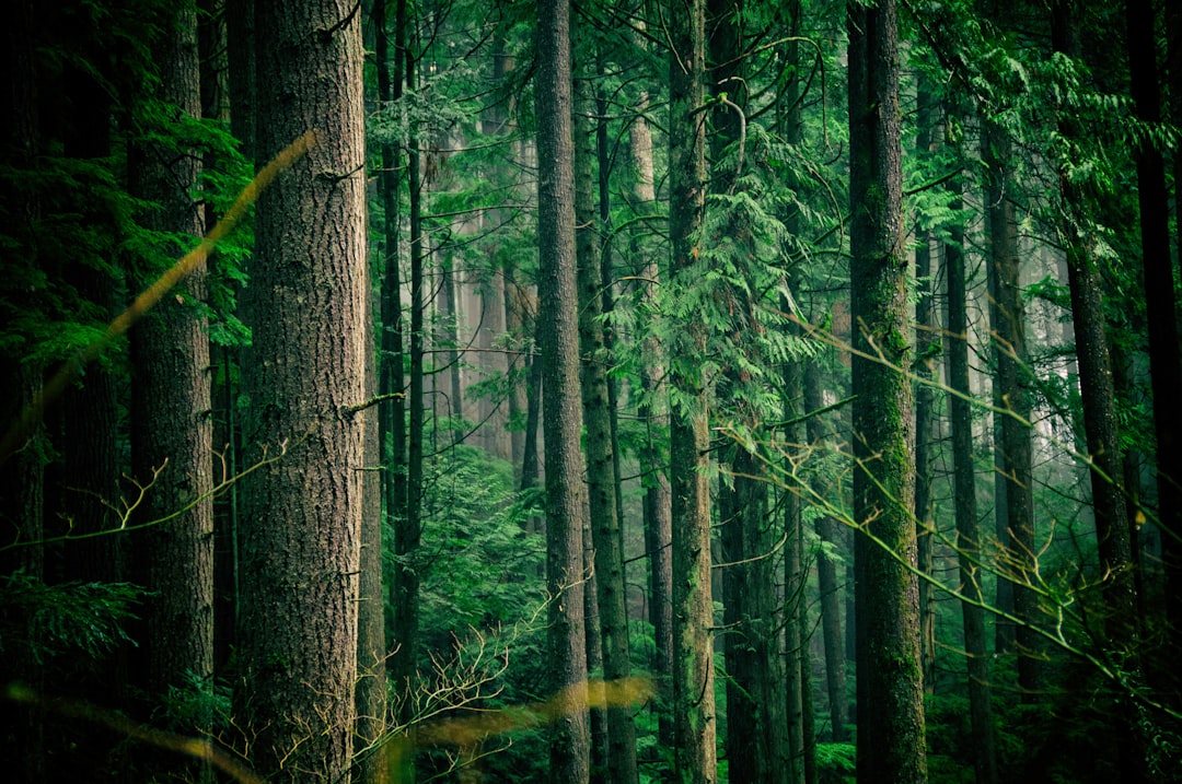 Canada: A Forest Nation (image credits: unsplash)