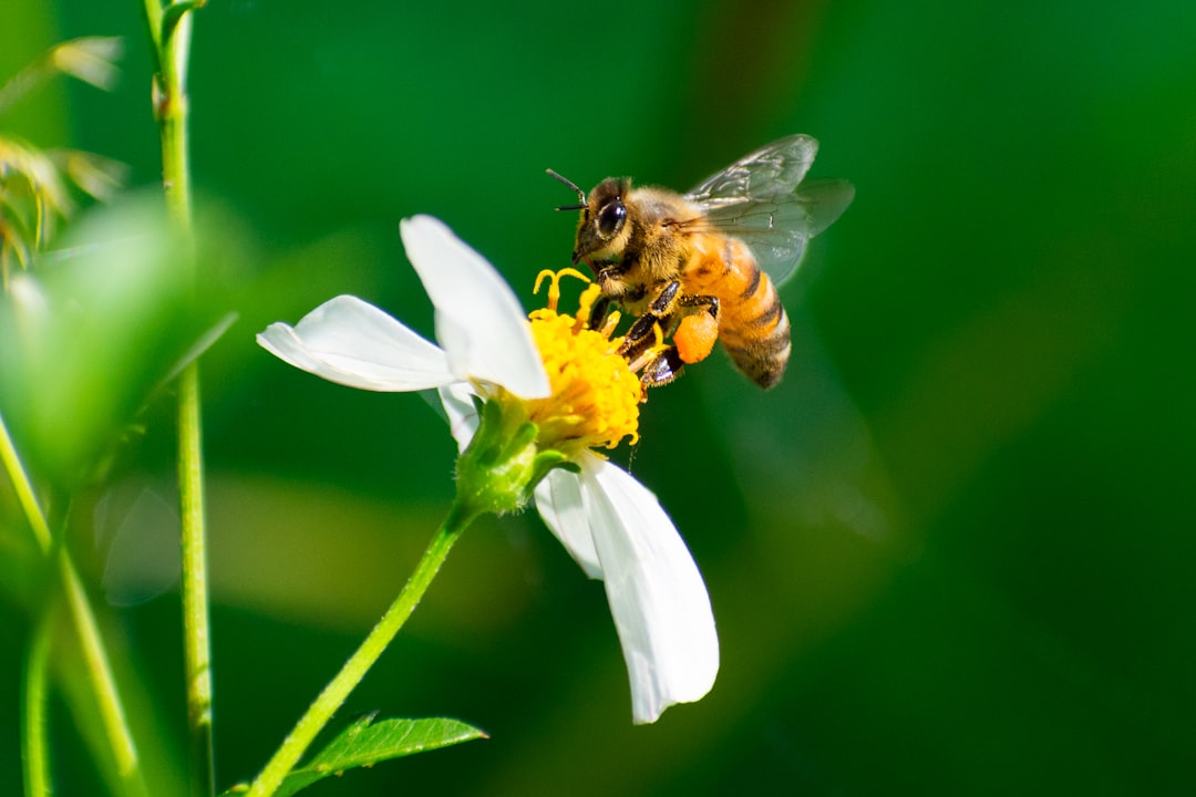 Quality Over Quantity - How Pollinators Improve Our Food (image credits: unsplash)