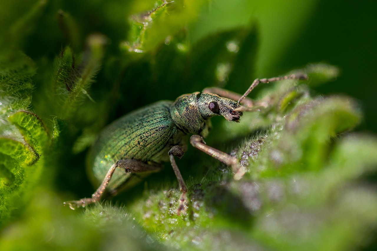 Climate-Driven Pests Are Damaging Crops (image credits: pixabay)