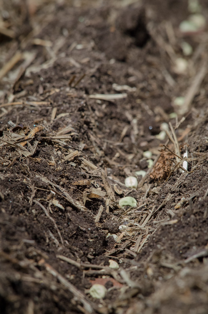 Soil Health as the Cornerstone of Modern Agriculture (image credits: flickr)